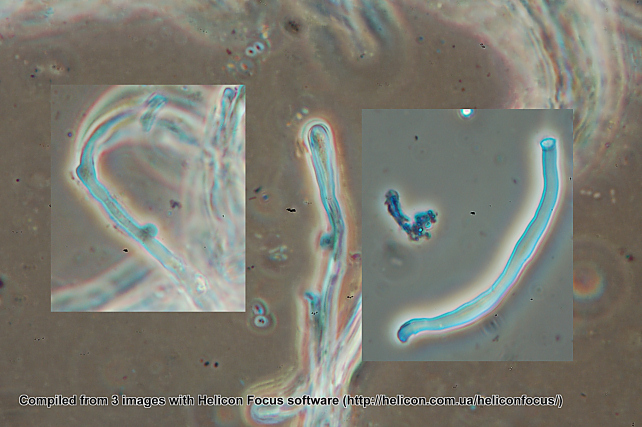 Lignicolo da determinare (Merulius tremellosus)