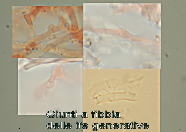 Skeletocutis vulgaris (Fries) Niemel & Y.C. Dai