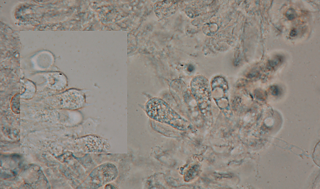 Su rametto di latifoglie (cfr. Hydropus sp.)