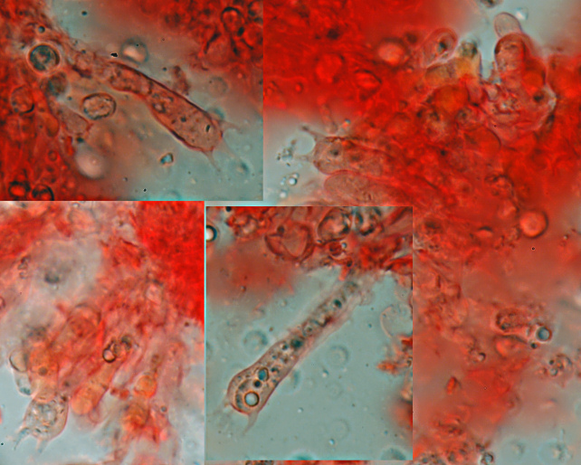 Radulomyces confluens