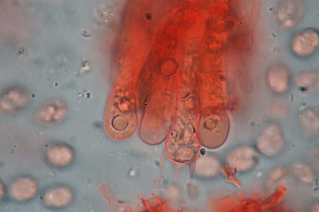 Radulomyces confluens