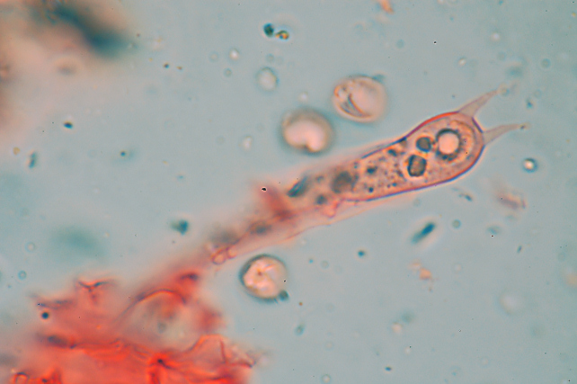 Radulomyces confluens