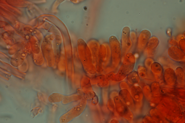 Aphyllophorales 5335 (Postia stiptica)