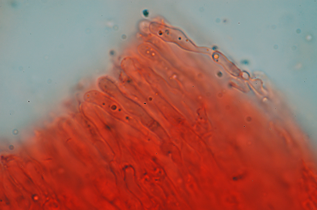 Lignicolo da determinare (Merulius tremellosus)