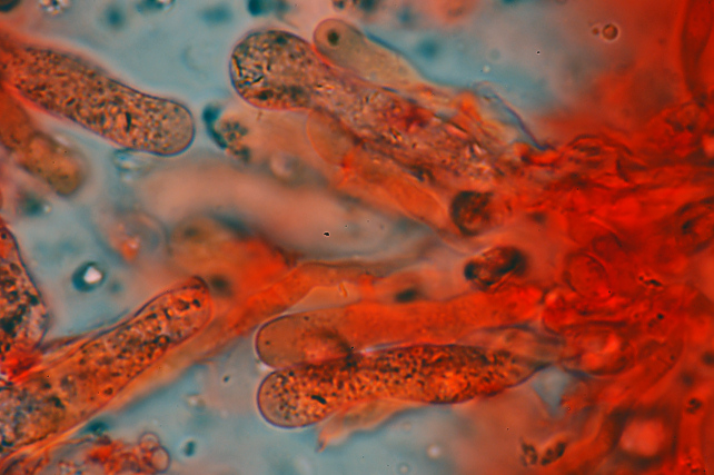 Radulomyces confluens