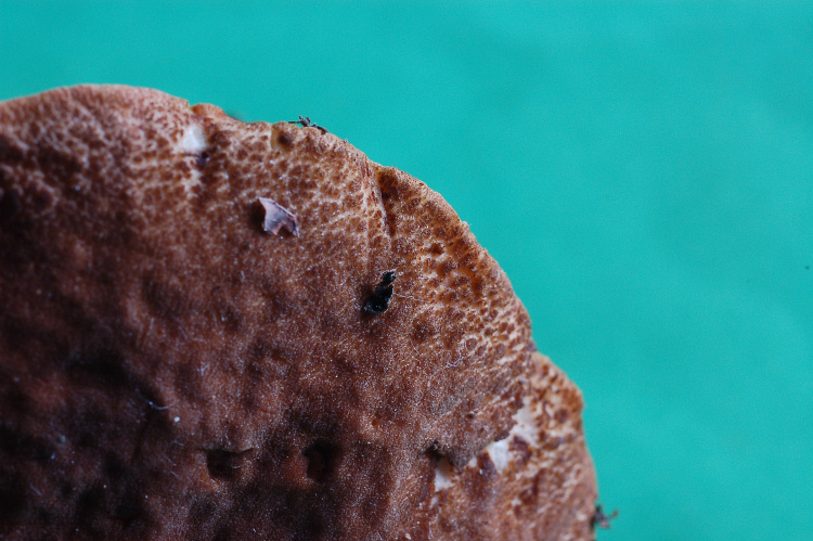 Xerocomus? quale?