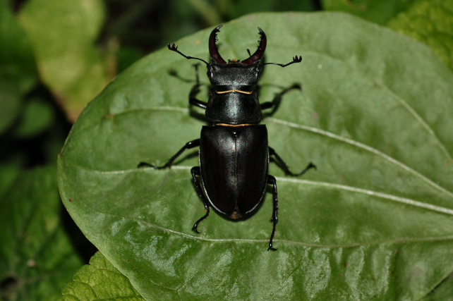 Lucanus cervus  (Lucanidae)