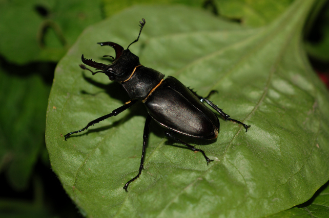 Lucanus cervus  (Lucanidae)