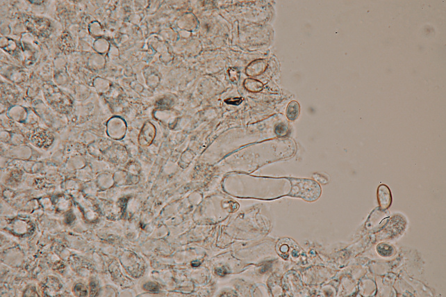 Su rametto di latifoglie (cfr. Hydropus sp.)