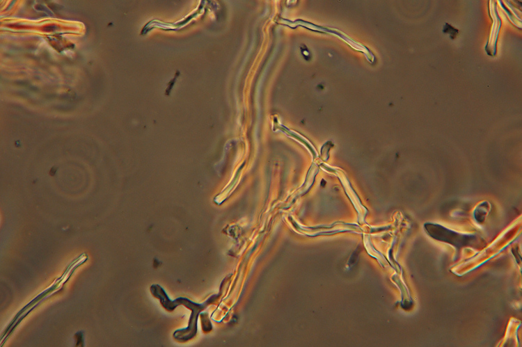 E'' Daedaleopsis confragosa? - foto 6434 (Lenzites warnieri)