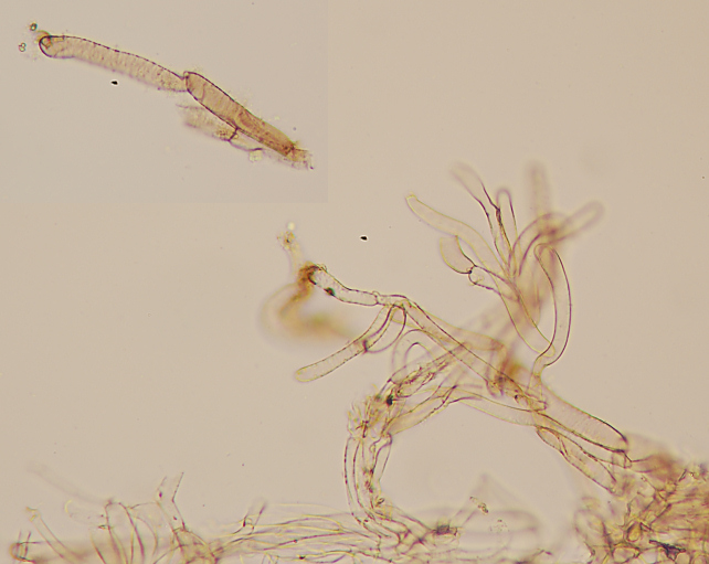 Su rametto di latifoglie (cfr. Hydropus sp.)