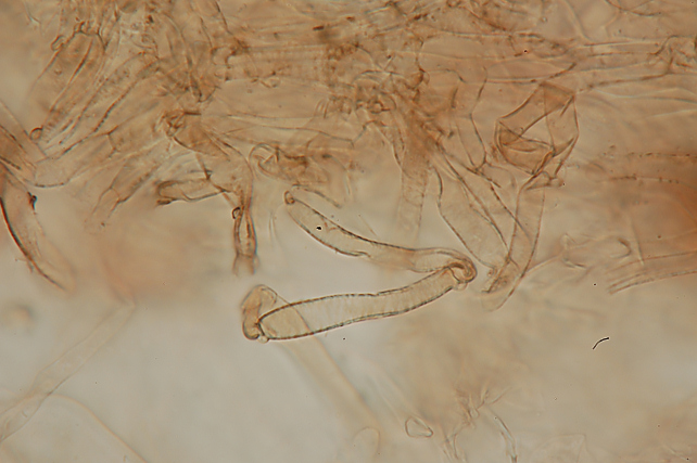 Su rametto di latifoglie (cfr. Hydropus sp.)