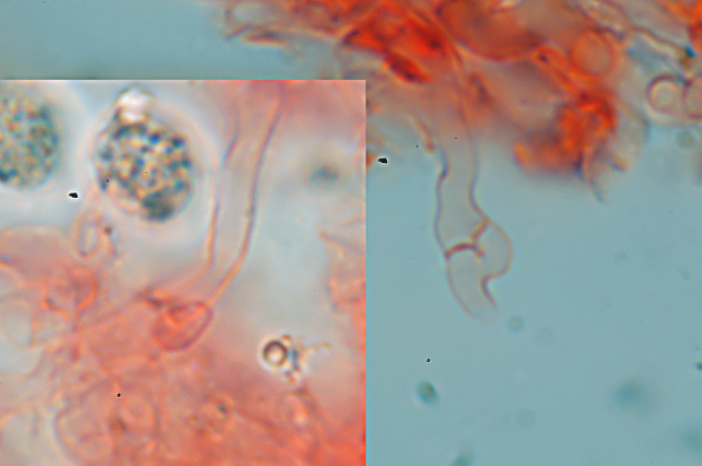 Radulomyces confluens