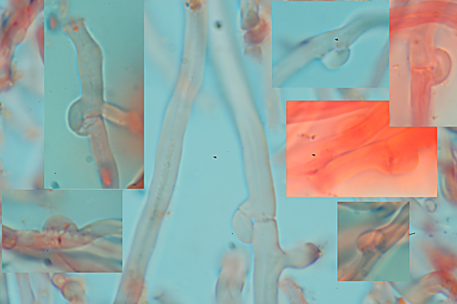 Spongipellis spumeus? (Postia tephroleuca)