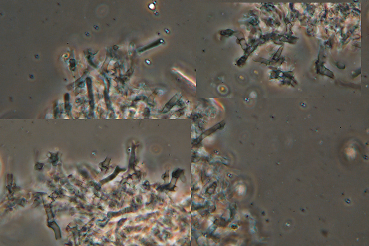 Hyphoderma cremeoalbum? (Hyphoderma cremeoalbum)