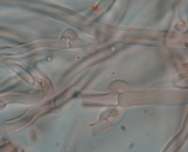 Aphyllophorales 5335 (Postia stiptica)