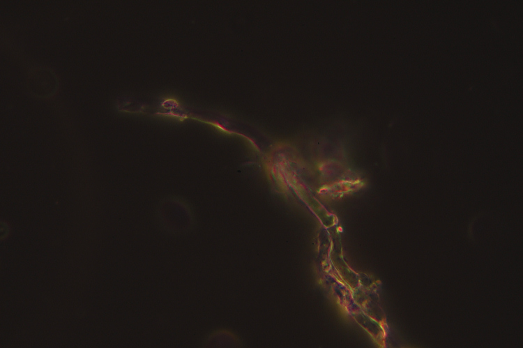 Uno crosta....per fare legna (Cylindrobasidium evolvens)