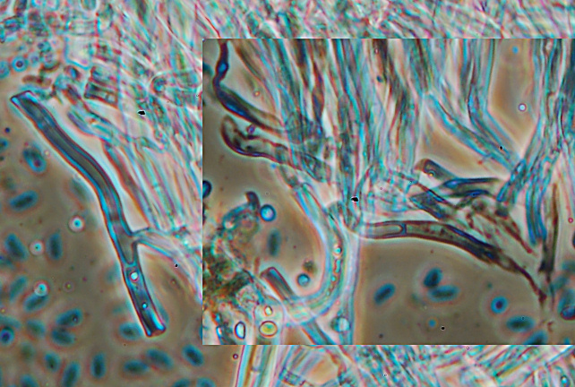 Lignicolo giallo da determinare (Stereum hirsutum)