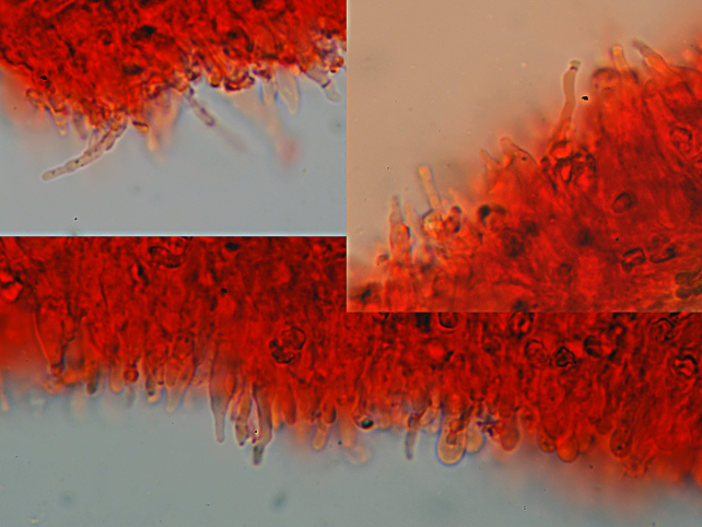 Radulomyces confluens