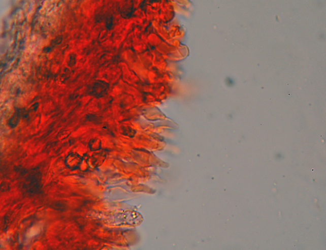 Radulomyces confluens