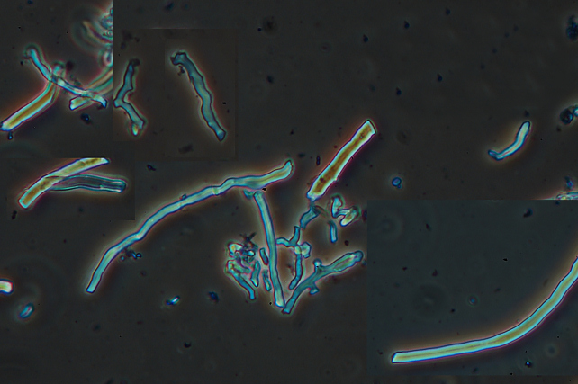 Aphyllophorales invernali.