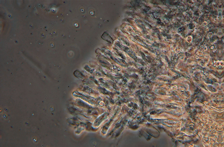 Hyphoderma cremeoalbum? (Hyphoderma cremeoalbum)