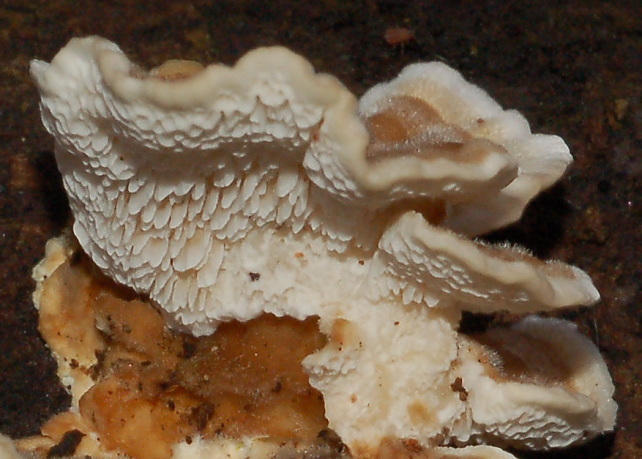 Quale Trametes??