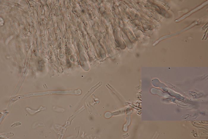 lignicolo da determinare (Hyphoderma radula)
