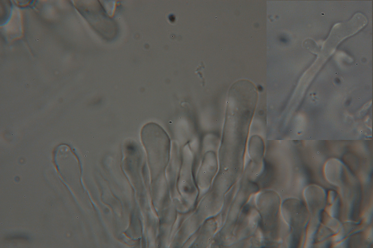 lignicolo da determinare (Hyphoderma radula)