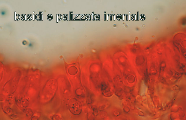 Crosta bianca dalla pinetina di Vezzano (RE) (Skeletocutis p