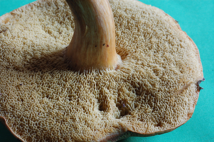 Xerocomus? quale?