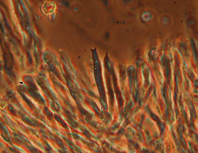 Credo Stereum rugosum su faggio - foto 0049(Stereum rugosum)