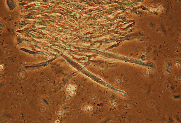 Credo Stereum rugosum su faggio - foto 0049(Stereum rugosum)