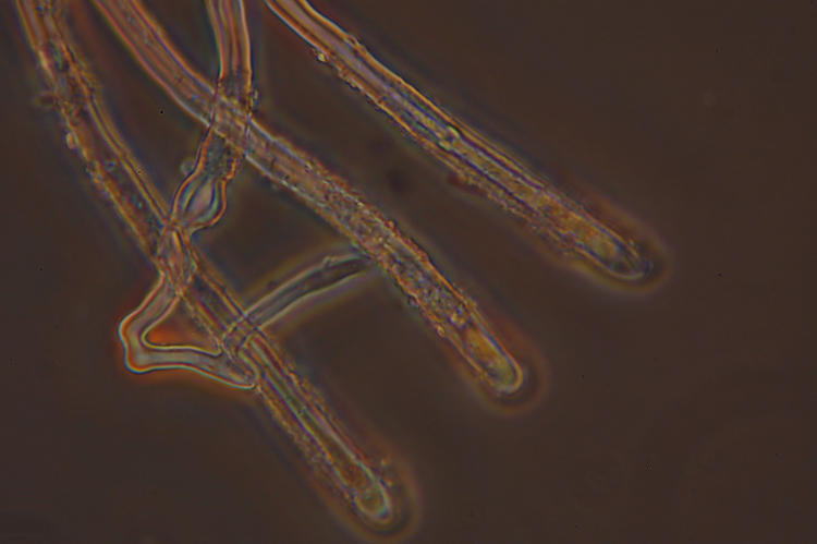 Aphyllophorales su...sabbia!! (Schizophyllum commune)