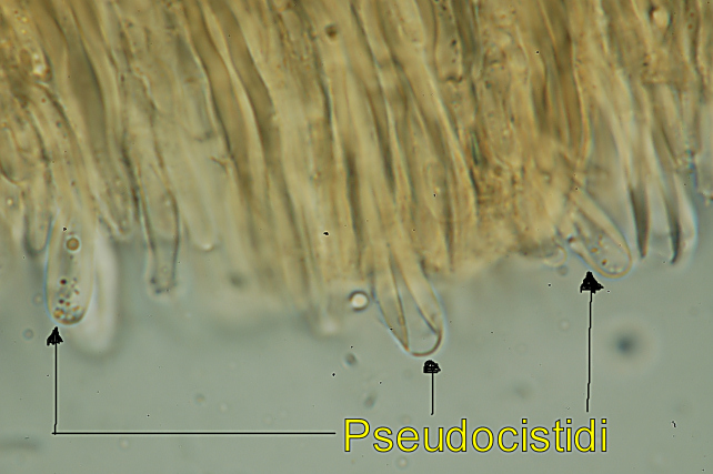 fungo 13 (Stereum insignitum)