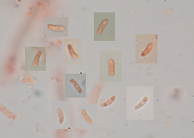 Spongipellis spumeus? (Postia tephroleuca)