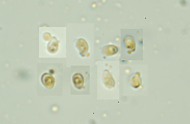Aphyllphorales 5316 (Xylobolus subpileatus)