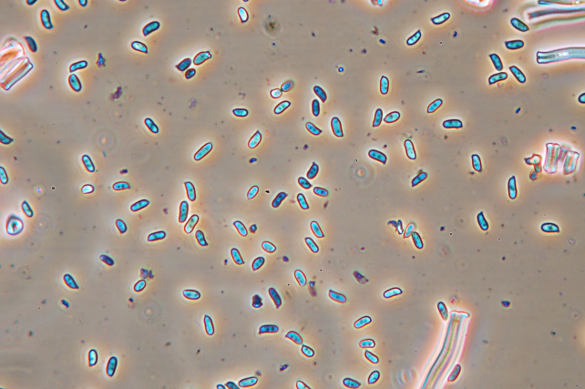Lignicolo giallo da determinare (Stereum hirsutum)