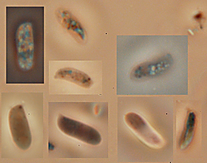 Postia da determinare (Postia rancida)
