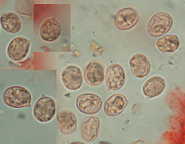 Radulomyces confluens