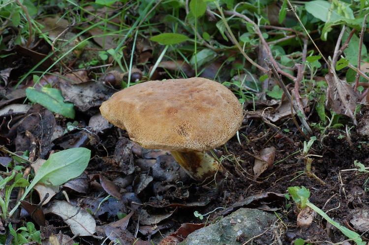 Xerocomus? quale?