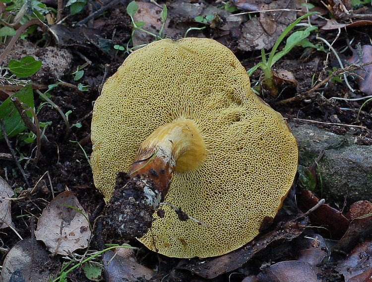 Xerocomus? quale?