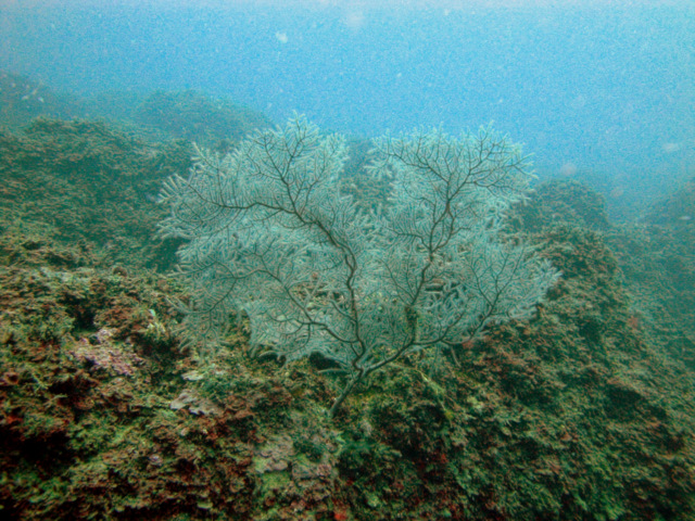 Leptogorgia sarmentosa