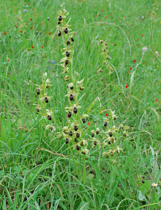 Altre Ophrys dalla Calabria