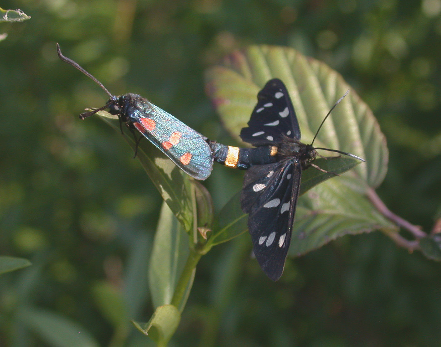 Zyagaena x Amata