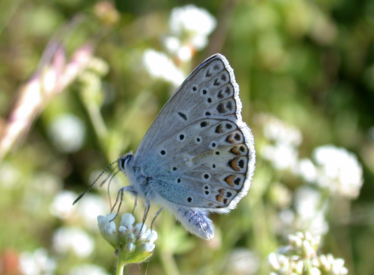 Polyommatus escheri