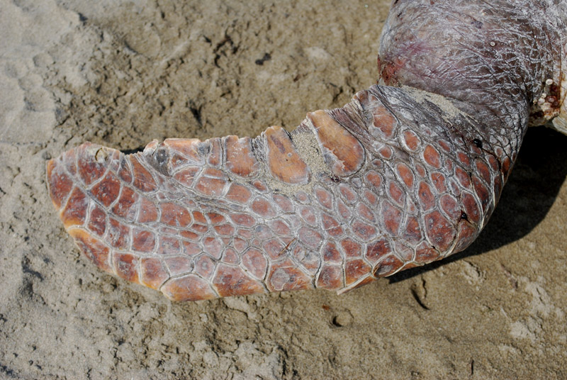 Caretta caretta spiaggiata