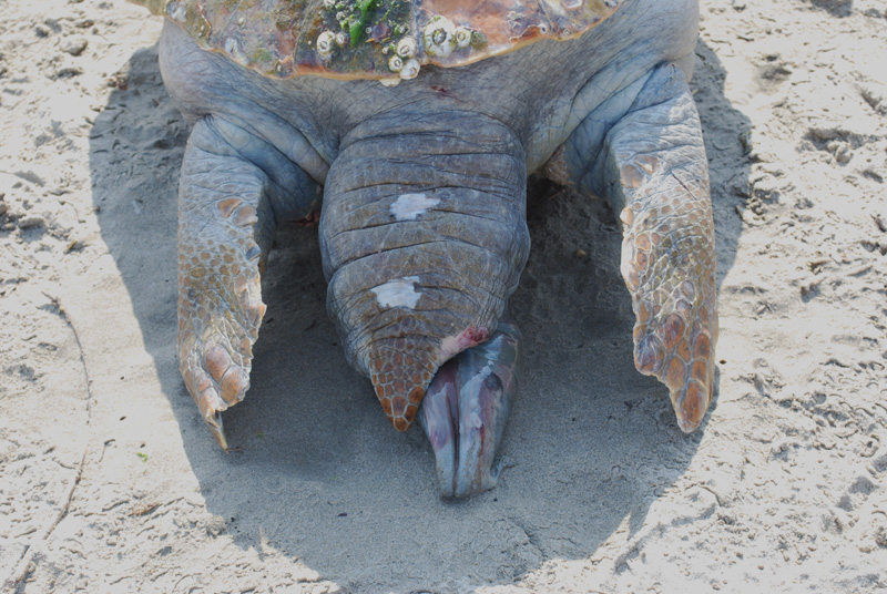 Caretta caretta spiaggiata