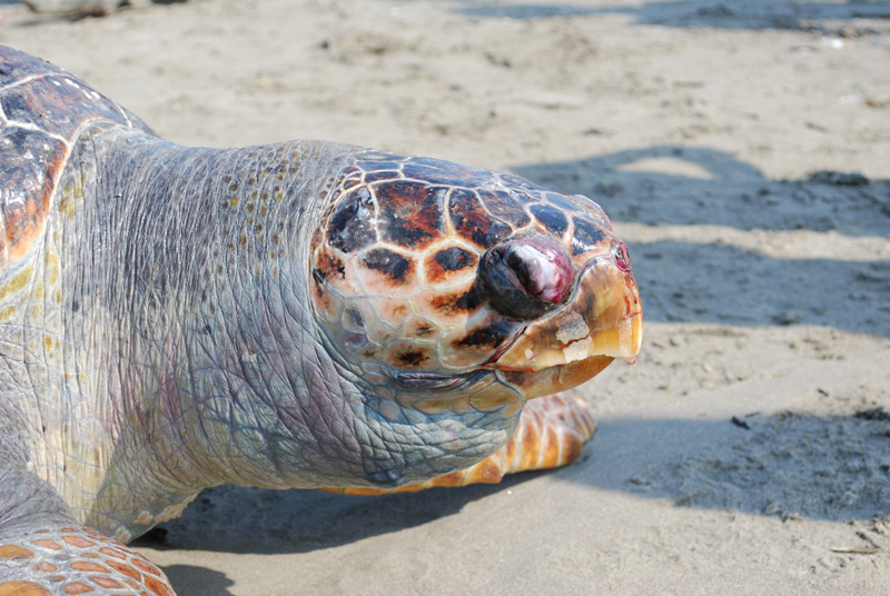 Caretta caretta spiaggiata
