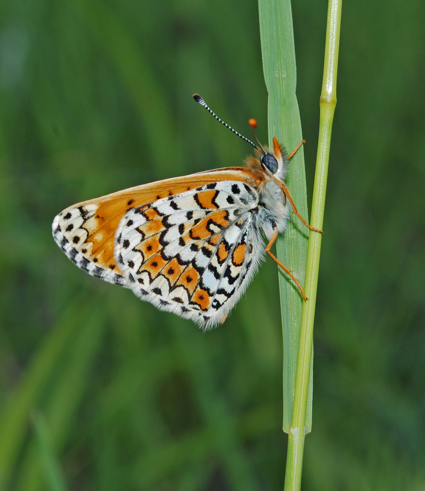 Melitaea cinxia e Boloria (Clossiana) cf. dia